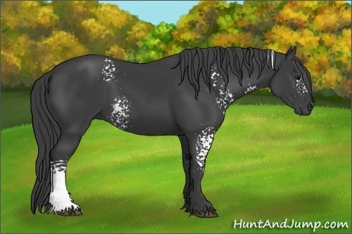 Horse Color:White Spotted Smoky Black