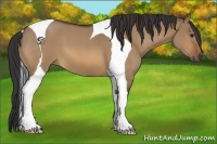 Horse Color:Bay Roan Dun Tobiano