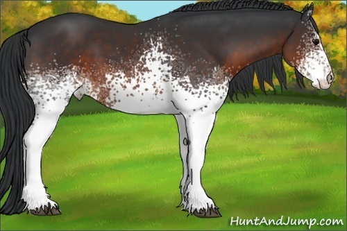 Horse Color:White Spotted Brown