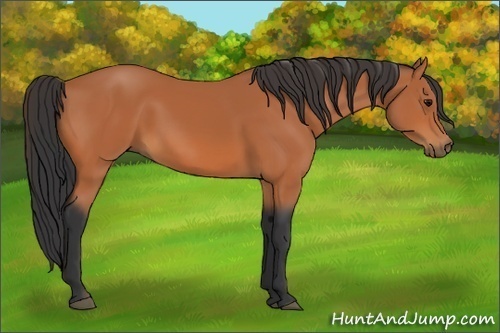 Horse Color:Bay 