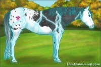 Horse Color:Thunderstruck Black Splash Appaloosa