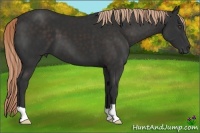 Horse Color:Liver Chestnut