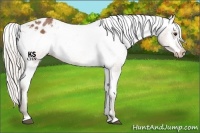 Horse Color:Silver Bay Roan Sabino Varnish 