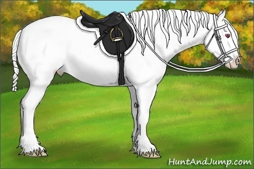 Horse Color:Silver Grullo Chinchilla Tobiano Appaloosa Rabicano