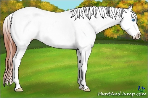 Horse Color:Bay Roan Dun Splash Tobiano Appaloosa 