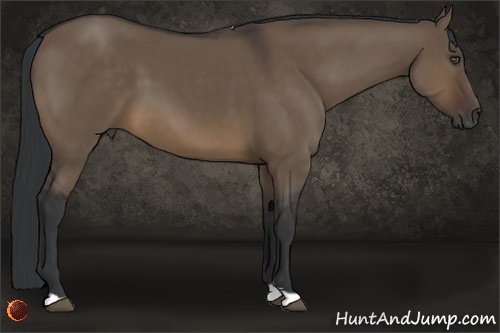 Horse Color:Brown Dun 