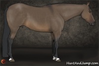Horse Color:Brown Dun
