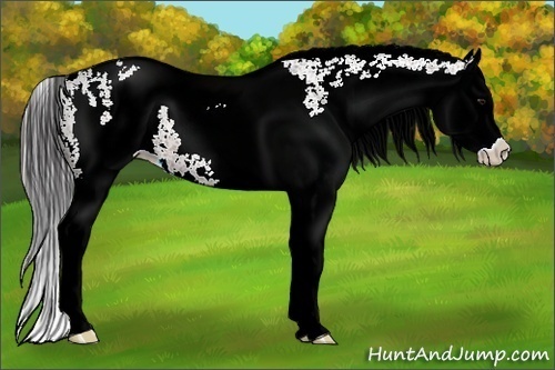 Horse Color:White Spotted Bay Splash Appaloosa 