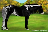 Horse Color:White Spotted Bay Splash Appaloosa
