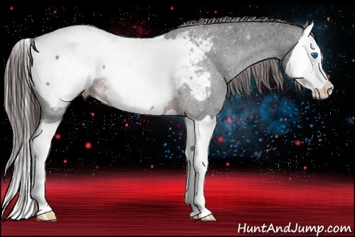 Horse Color:Brown Splash Appaloosa Rabicano 