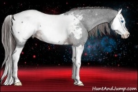 Horse Color:Brown Splash Appaloosa Rabicano