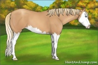 Horse Color:Gold Champagne Sabino Splash 