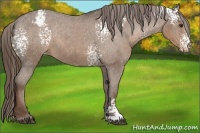 Horse Color:White Spotted Liver Chestnut Sabino Varnish 