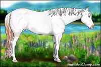 Horse Color:Amber Champagne Dun Appaloosa 