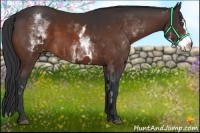 Horse Color:White Spotted Bay Splash Frame 