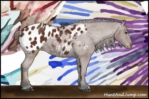 Horse Color:Bay Appaloosa 