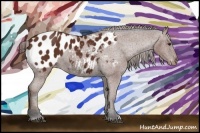 Horse Color:Bay Appaloosa 