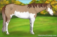 Horse Color:Red Dun Roan Splash Frame Rabicano 
