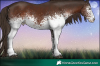 Horse Color:White Spotted Liver Chestnut