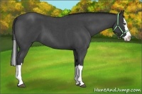 Horse Color:Blue Roan Splash 