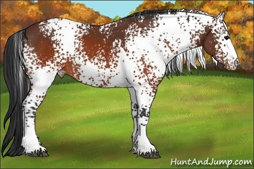 Horse Color:White Spotted Brown Appaloosa 