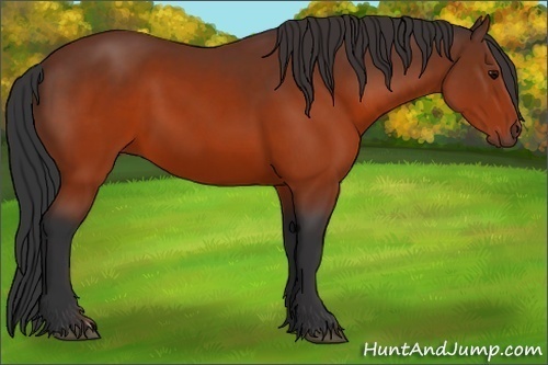 Horse Color:Brown 