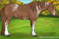 Horse Color:White Spotted Chestnut 