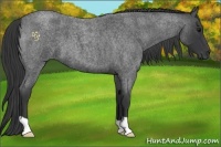 Horse Color:Blue Roan 