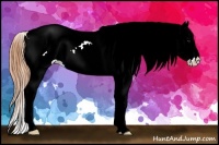 Horse Color:Buckskin Sabino Varnish 