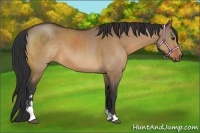 Horse Color:Bay Dun Sabino