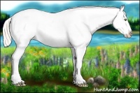 Horse Color:Silver Amber Champagne Roan Dun Splash Tobiano Frame Appaloosa Rabicano 