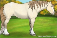 Horse Color:Amber Cream Champagne Roan Dun Splash Varnish