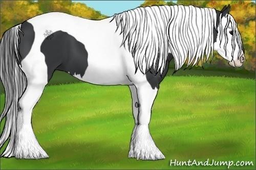 Horse Color:Black Splash Tobiano