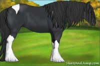 Horse Color:Black Tobiano 