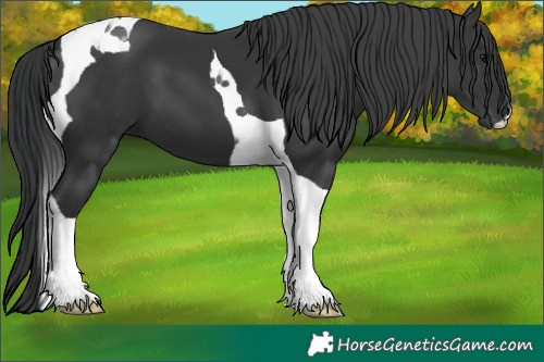 Horse Color:Black Tobiano