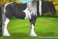 Horse Color:Smoky Black Tobiano 