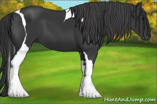 Horse Color:Black Tobiano