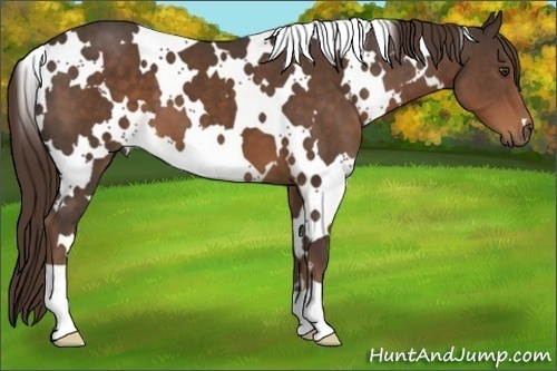 Horse Color:White Spotted Liver Chestnut 
