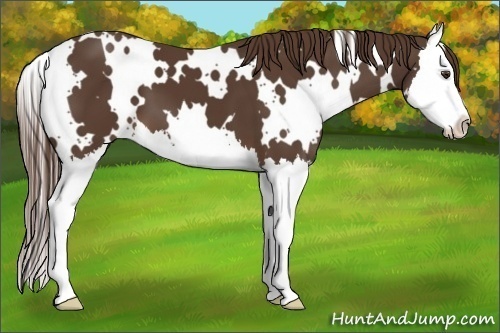 Horse Color:White Spotted Liver Chestnut Splash 
