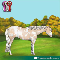 Horse Color:White Spotted Silver Brown Pearl Dun Sabino 