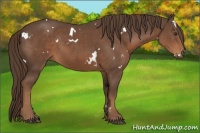 Horse Color:White Spotted Liver Chestnut Rabicano 