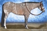 Horse Color:Buckskin Ice 