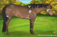 Horse Color:White Spotted Liver Chestnut