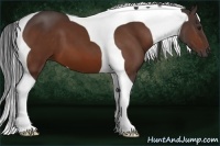 Horse Color:Bay Tobiano 