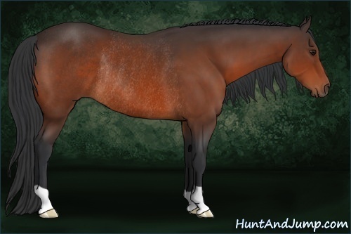 Horse Color:Bay Rabicano 