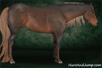 Horse Color:Liver Chestnut 