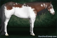 Horse Color:White Spotted Bay Frame