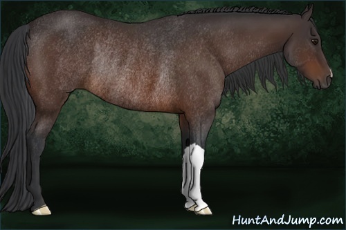Horse Color:Bay Rabicano 