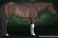 Horse Color:Bay Rabicano 