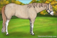 Horse Color:Red Dun Roan Splash Frame Rabicano 